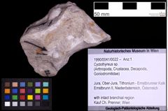 Foto (Objekt + Etiketten) von Cyclothyreus sp. (NHMW-GEO-1990-0041-0022)